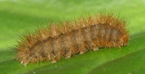 Diaphora mendica